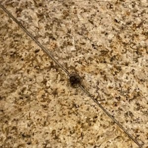 Photo of SpringHill Suites Chesapeake Greenbrier