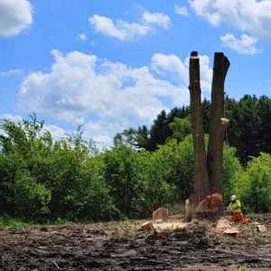 Photo of United Arborists