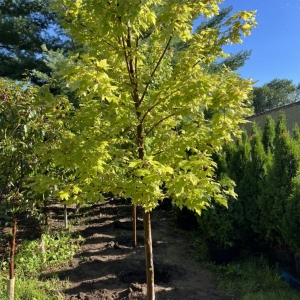Photo of Rausch Tree and Outdoor Services