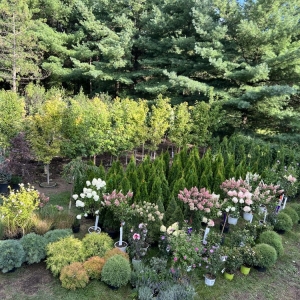 Photo of Rausch Tree and Outdoor Services