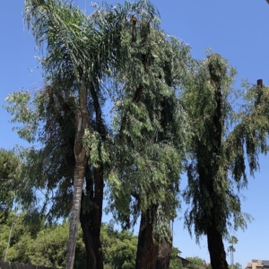 Photo of Clean Cut Tree Service