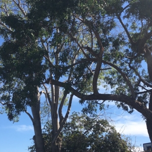 Photo of Clean Cut Tree Service