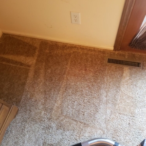 Photo of Carpet beautifier