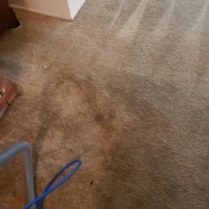 Photo of Carpet beautifier
