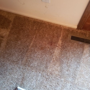 Photo of Carpet beautifier