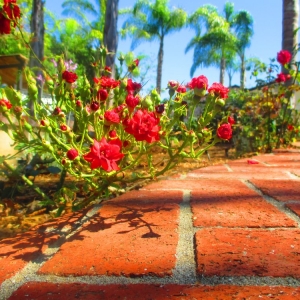 La Mesa Abundant Life Landscape Maintenance