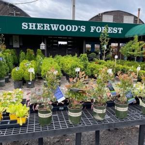 Photo of Sherwood's Forest-Nursery & Garden Center