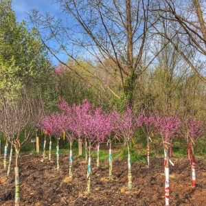 Photo of Sherwood's Forest-Nursery & Garden Center