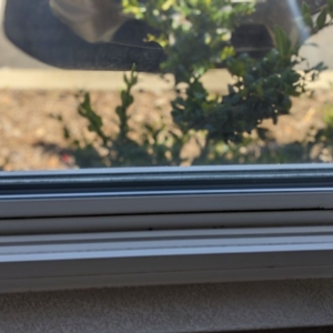 Photo of Western Honey Bee Cleaning San Diego