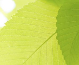 Virginia Beach A&A Landscaping