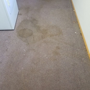 Photo of NW Pacific Green Carpet Cleaning