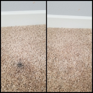 Photo of Carpet Doctor