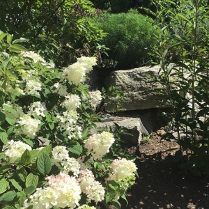 Photo of Jackson's Nursery