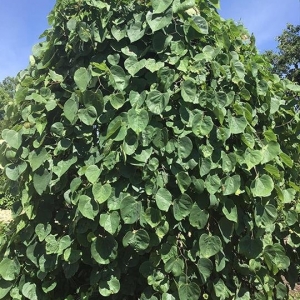 Photo of Jackson's Nursery