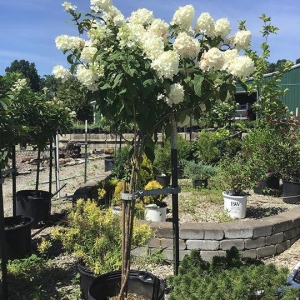 Photo of Jackson's Nursery