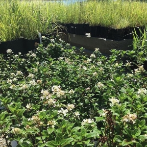 Photo of Jackson's Nursery