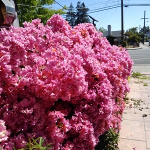 South San Francisco Ortega's Gardening & Landscaping