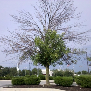 Photo of Whole Tree Care by Trapper's Tree Service