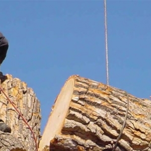 Photo of Whole Tree Care by Trapper's Tree Service