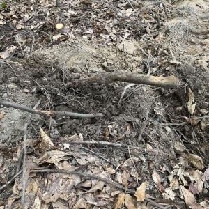 Photo of Professional Lot Clearing & Tree Service