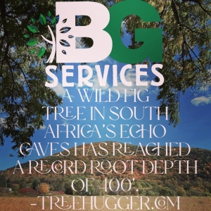 Photo of B G Services