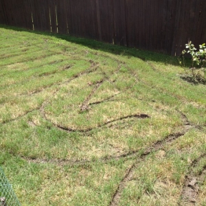 Photo of The Grass Guy Lawn Services