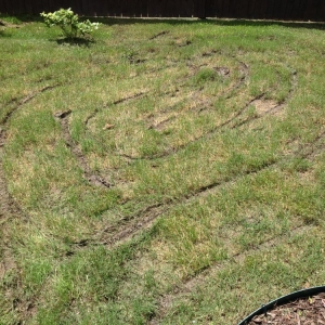 Photo of The Grass Guy Lawn Services