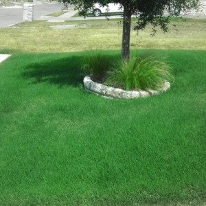 Photo of The Grass Guy Lawn Services