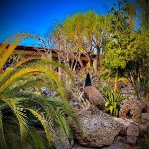 Photo of Pinecrest Gardens