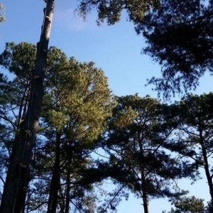 Photo of Vilchis Tree Care of Fairburn