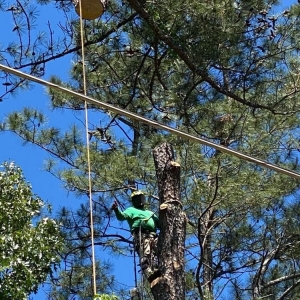 Photo of Vilchis Tree Care of Fairburn