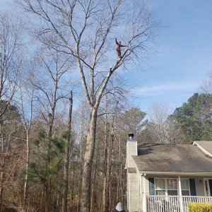 Photo of Vilchis Tree Care of Fairburn