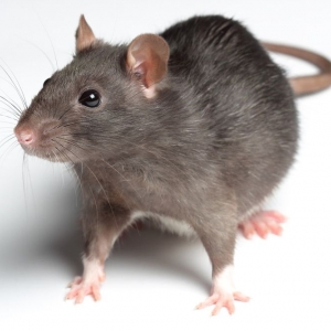 Photo of Austin Rat Removal and Control