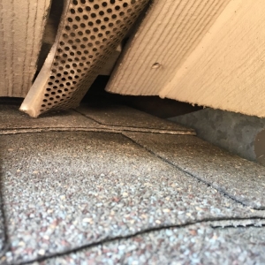 Photo of Austin Rat Removal and Control