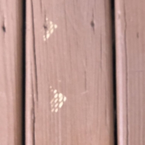 Photo of Texas Best Stain