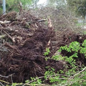 Photo of Burton's Trash Service