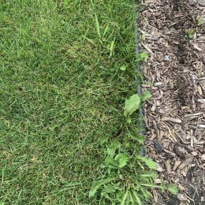 Photo of Weed Man