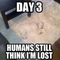 Photo of Common Cents Carpet Cleaning