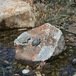 Photo of Sustainable Landscape Design