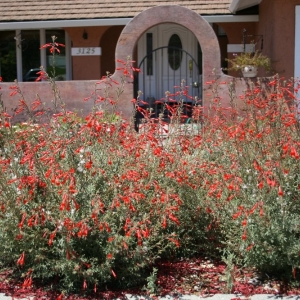 Photo of Sustainable Landscape Design
