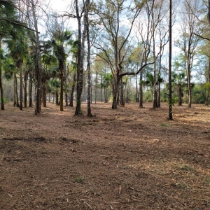 Photo of J&M Forestry Mulching
