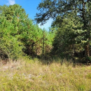 Photo of J&M Forestry Mulching