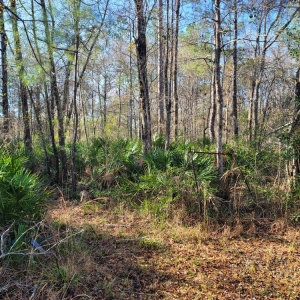 Photo of J&M Forestry Mulching