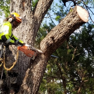 Photo of Tnt Landsaping Services