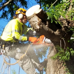 Photo of Tnt Landsaping Services