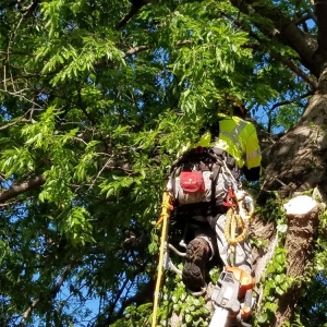Photo of Tnt Landsaping Services