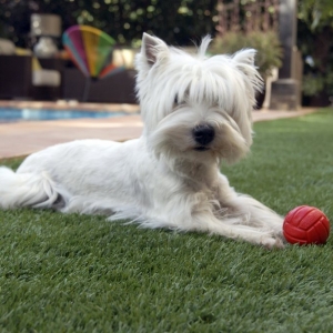 Photo of Real Turf