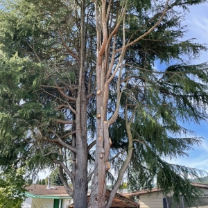 Federal Way Northwest Residential Arborist And Excavating