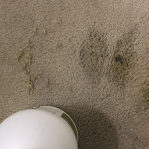 Photo of Renaissance Carpet Cleaners