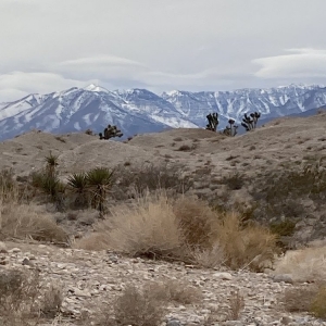 Photo of Las Vegas Paiute Golf Resort